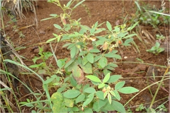 Rhynchosia suaveolens